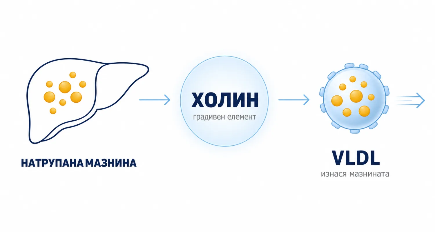 Диаграма: натрупана мазнина, холин, VLDL извежда мазнината от черния дроб