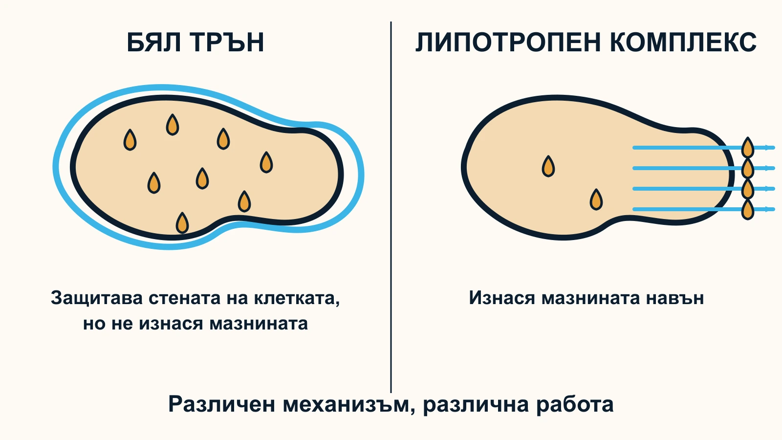 Сравнение на два механизма: белият трън защитава клетката отвън и мазнината остава вътре; липотропният комплекс подпомага извеждането ѝ навън